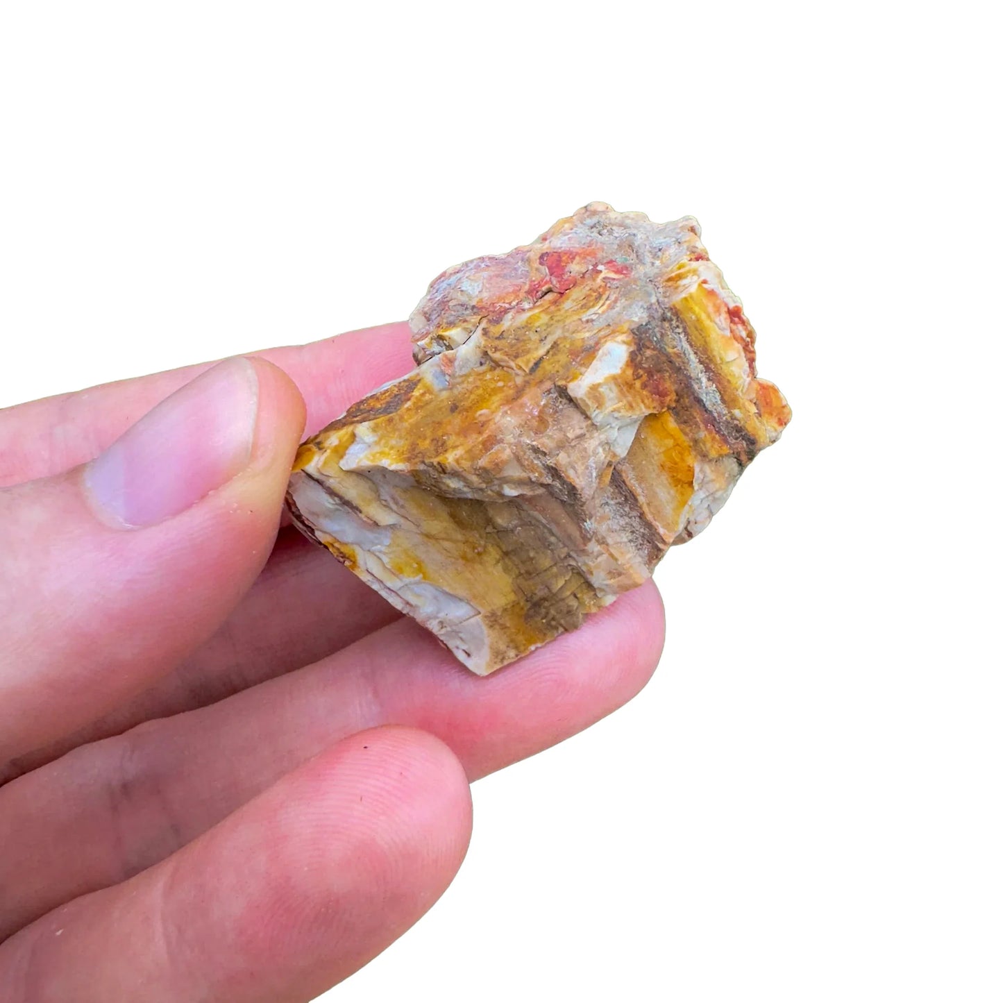 Base detail of Grade A Petrified Wood raw