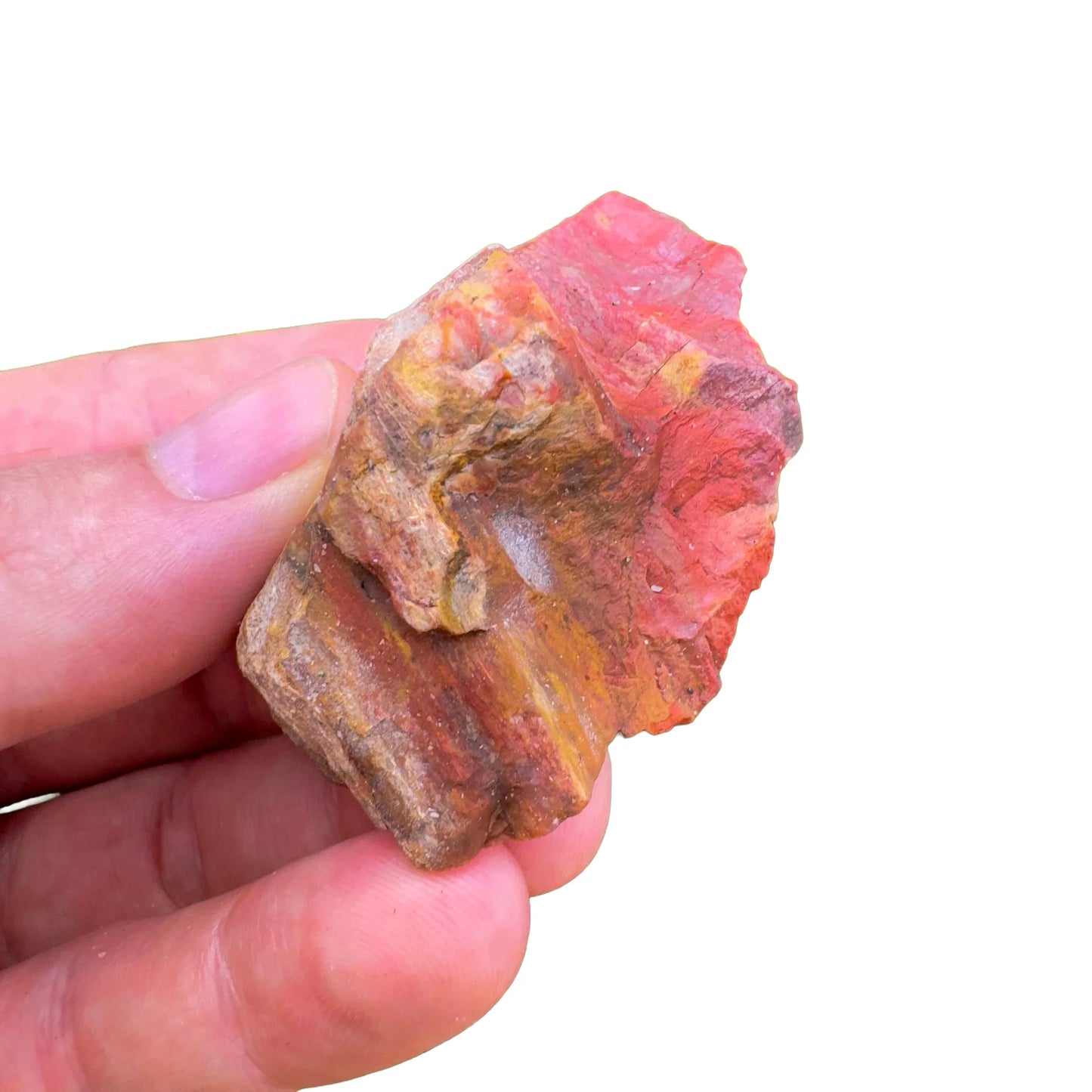Back view of Grade A Petrified Wood raw showing natural surface