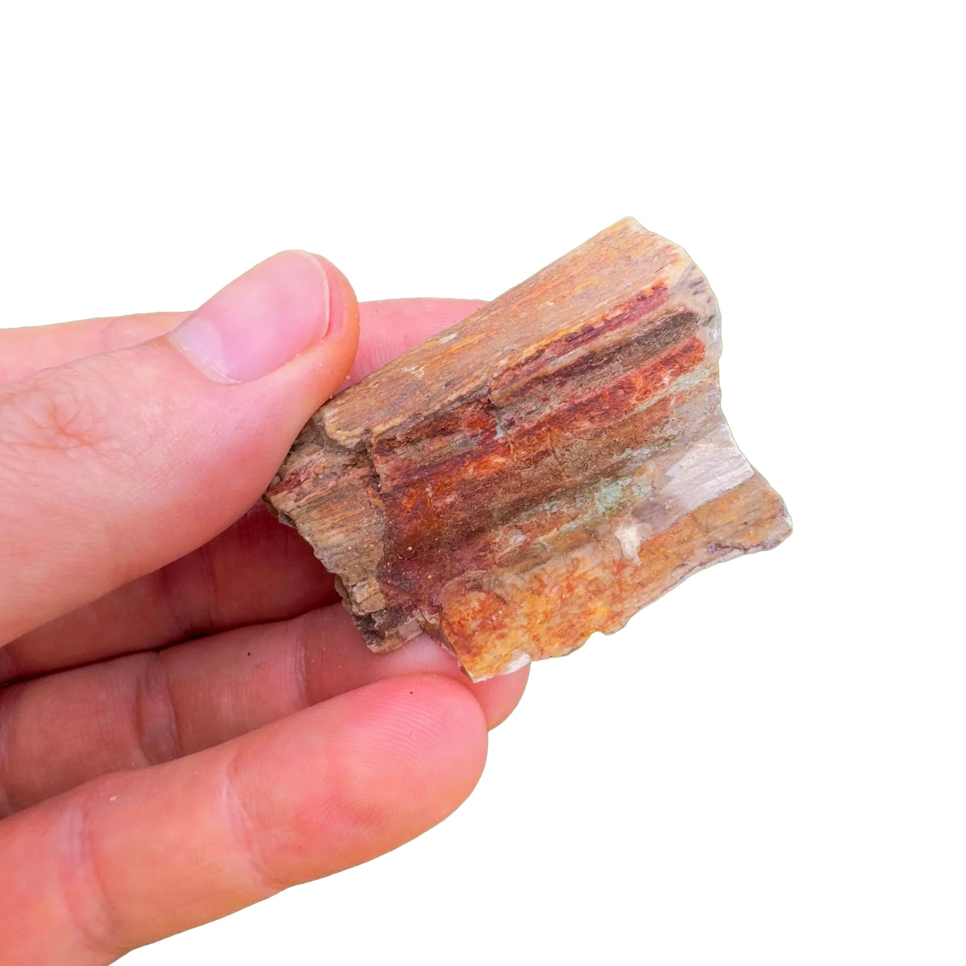 Detail shot of Grade A Petrified Wood raw under natural light