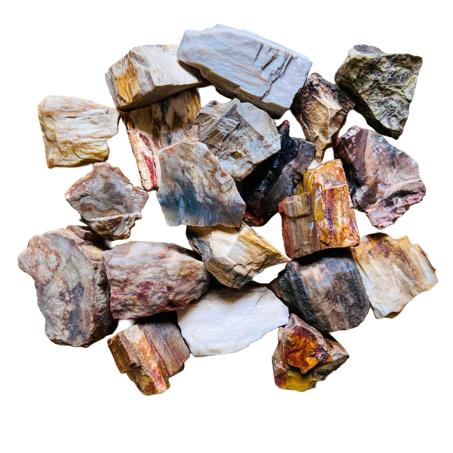 Full profile of Grade A Petrified Wood raw ready to ship from Beyond Bohemian