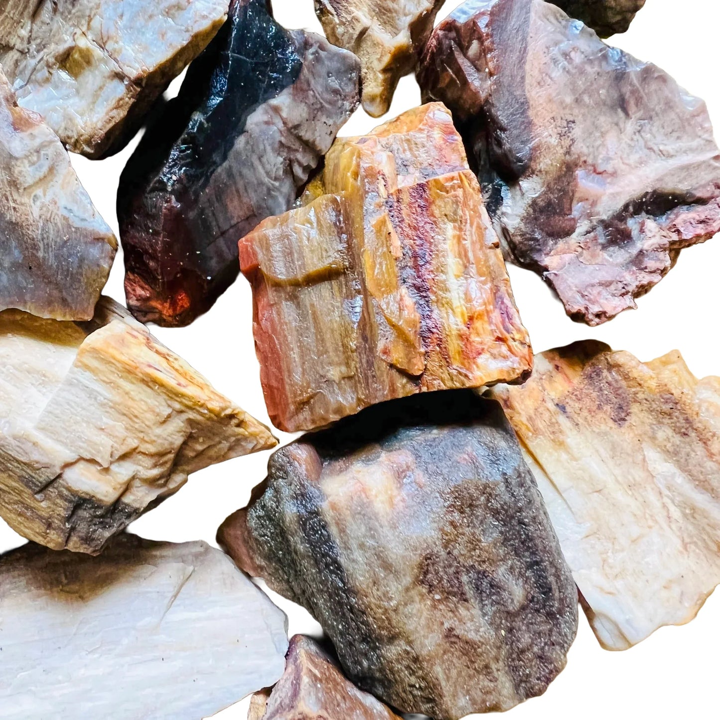 Full profile of Grade A Petrified Wood raw ready to ship from Beyond Bohemian
