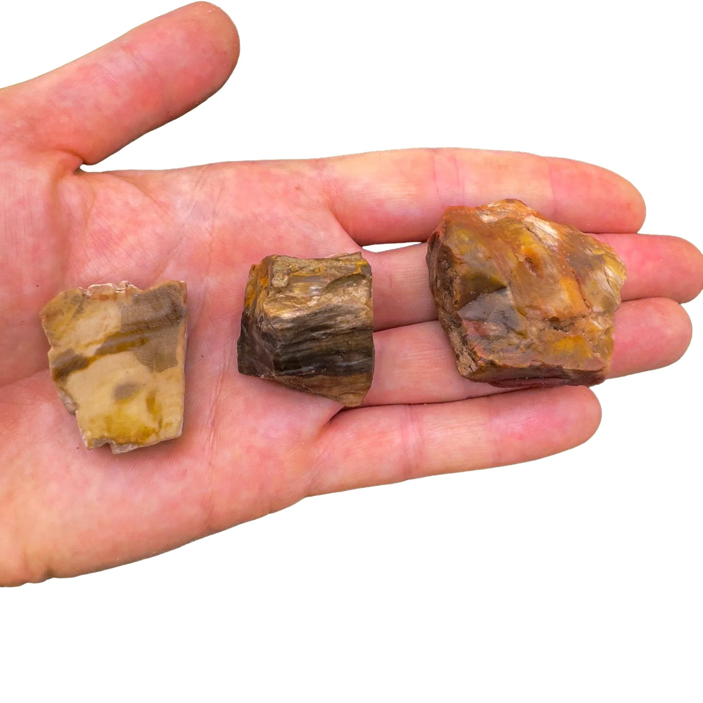 Full profile of Grade A Petrified Wood raw ready to ship from Beyond Bohemian
