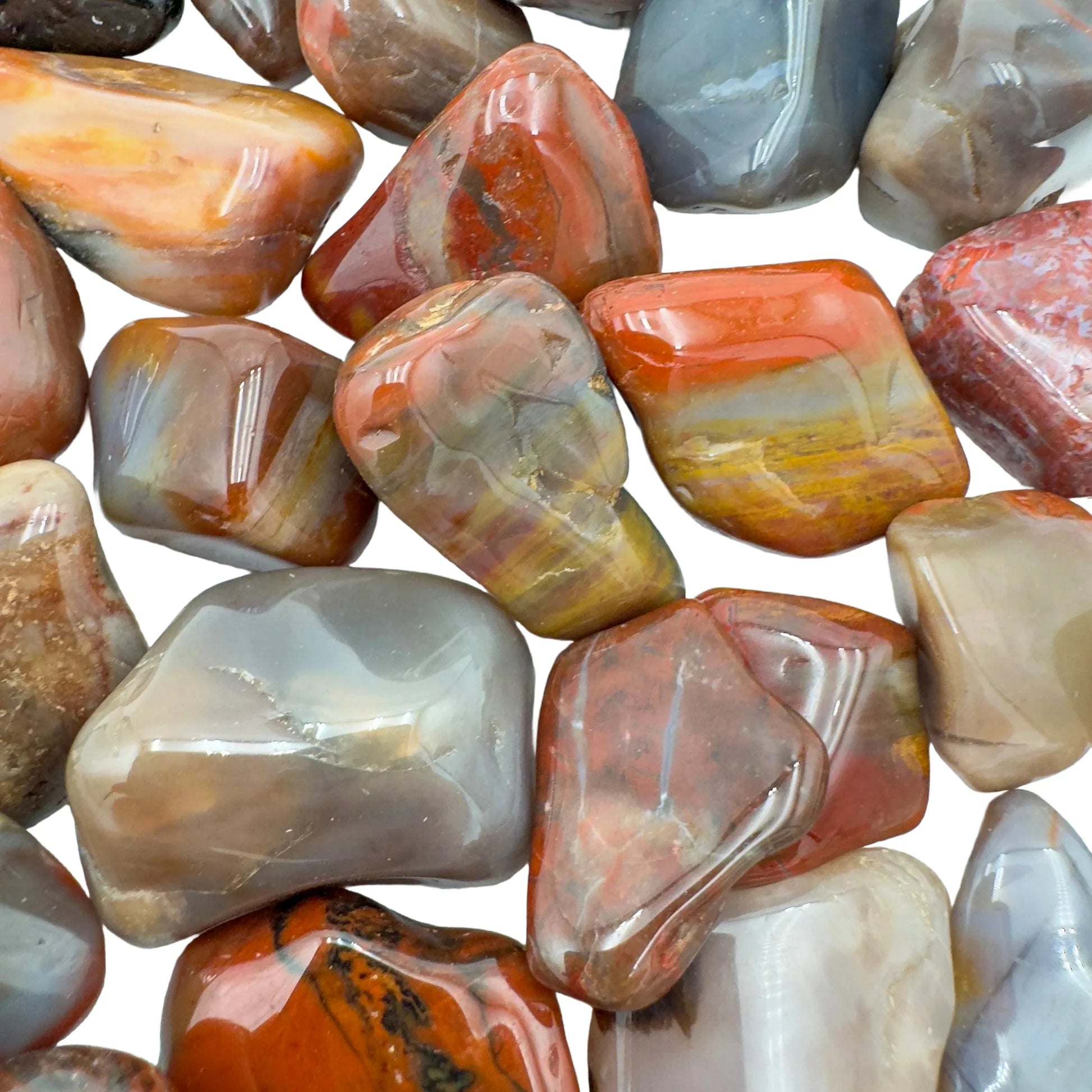 Daylight view of one Petrified Wood tumbled stone for scale, sourced from Mahajanga, Madagascar.