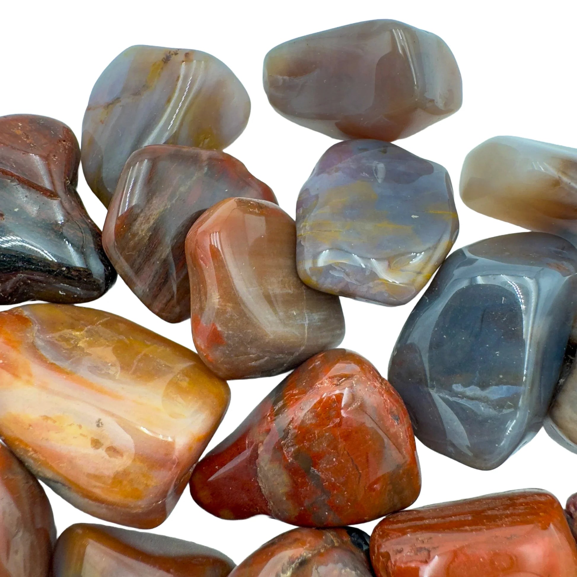 Whole-piece view of Petrified Wood tumbled stone, from Mahajanga, Madagascar, shown in a calm studio setting.