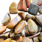 Lateral view of Petrified Wood tumbled stone, from Madagascar, traditionally used for Grounding.