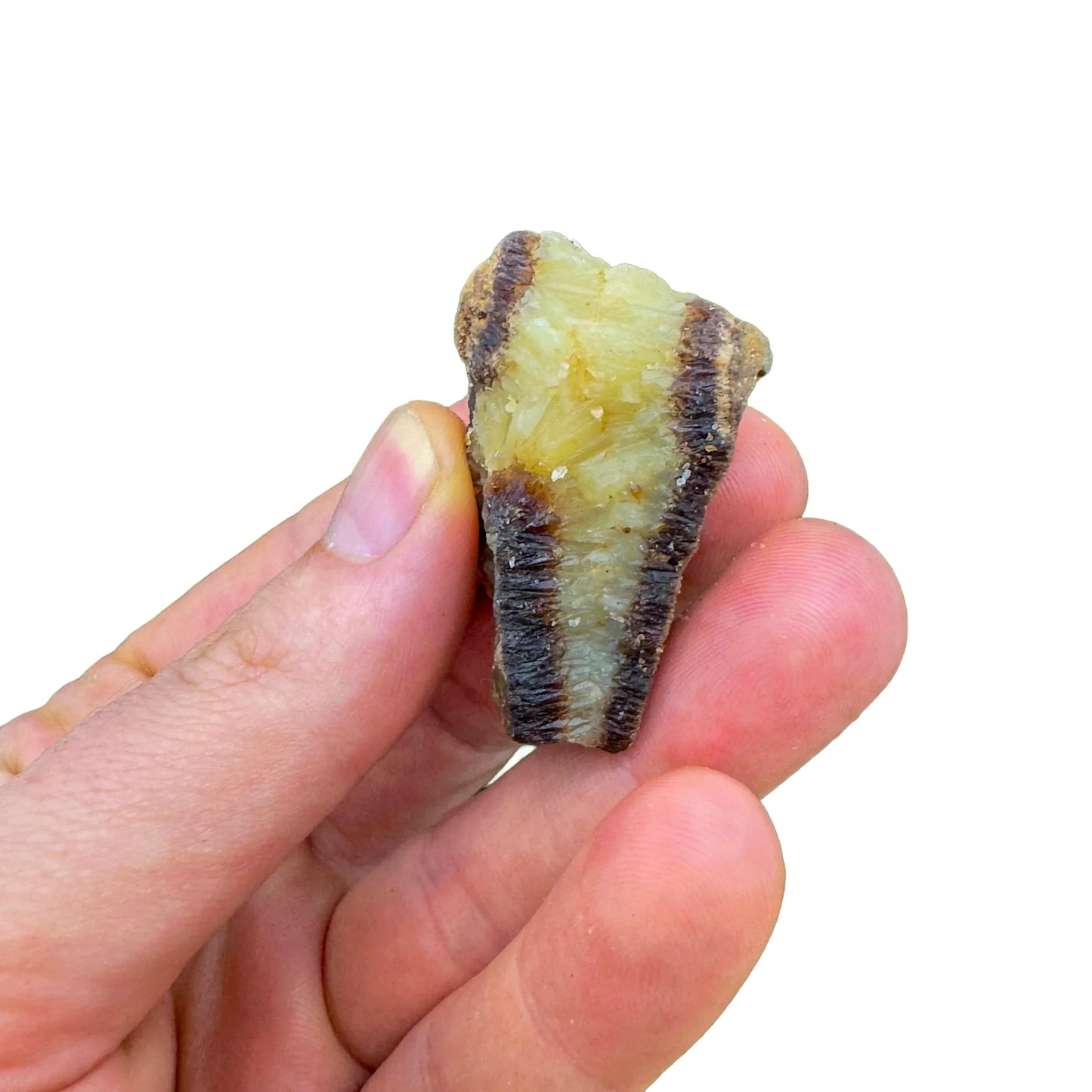 Full profile of Grade AA Septarian raw ready to ship from Beyond Bohemian