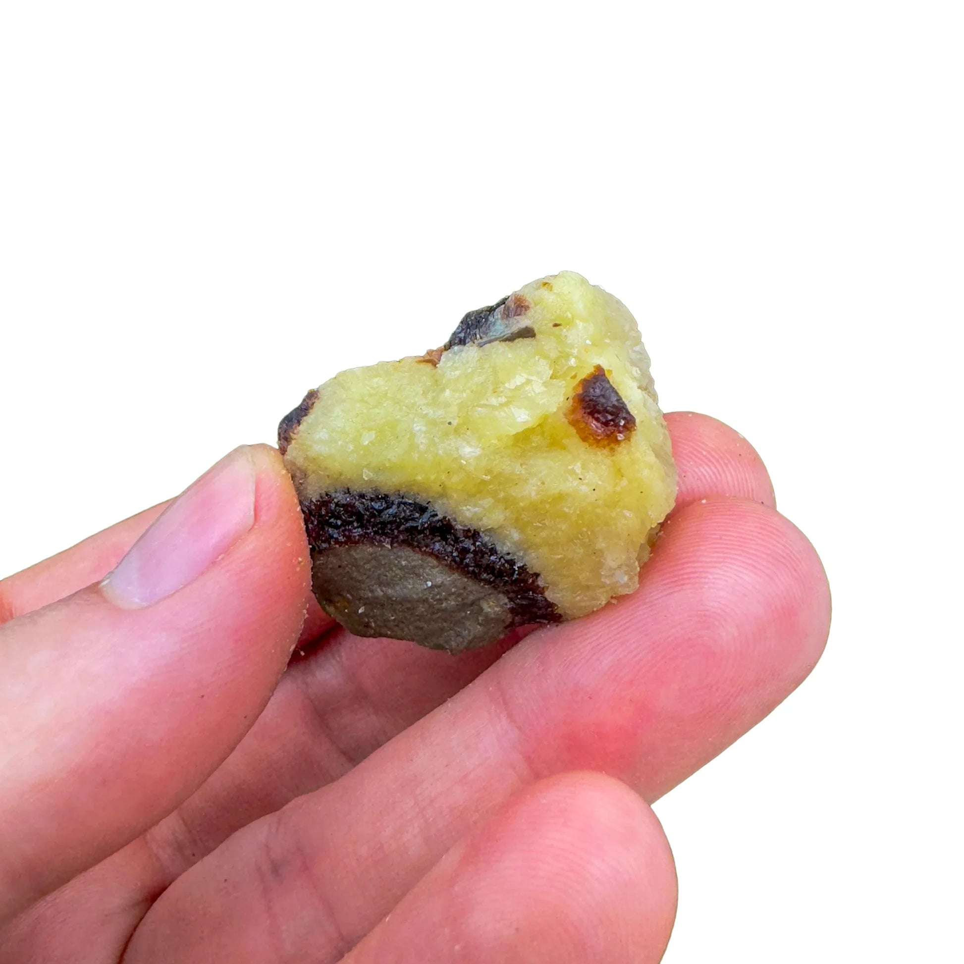Full profile of Grade AA Septarian raw ready to ship from Beyond Bohemian