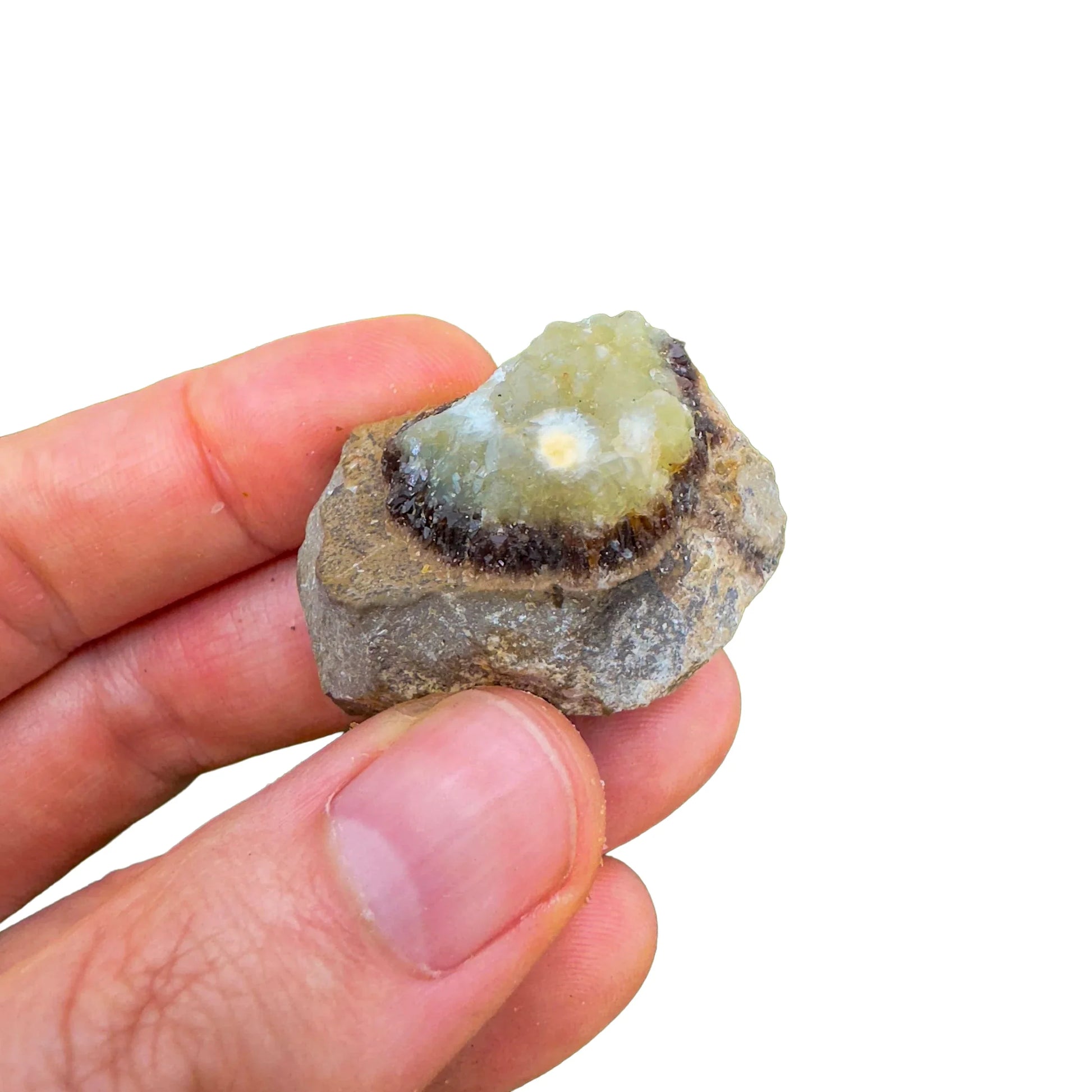 Full profile of Grade AA Septarian raw ready to ship from Beyond Bohemian