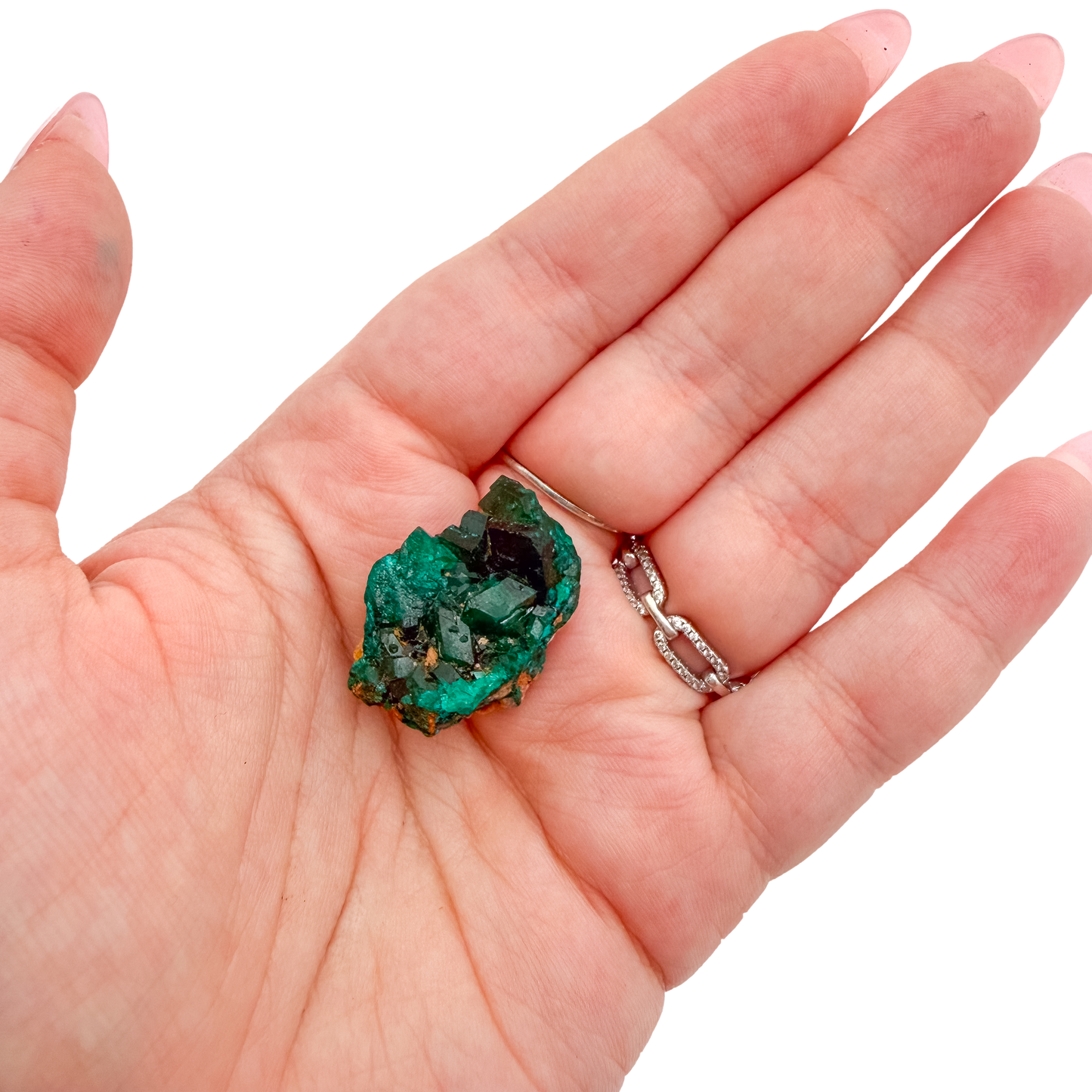 Scale shot of the deep teal cluster, 14.6 g of Congolese dioptase cupped in a hand