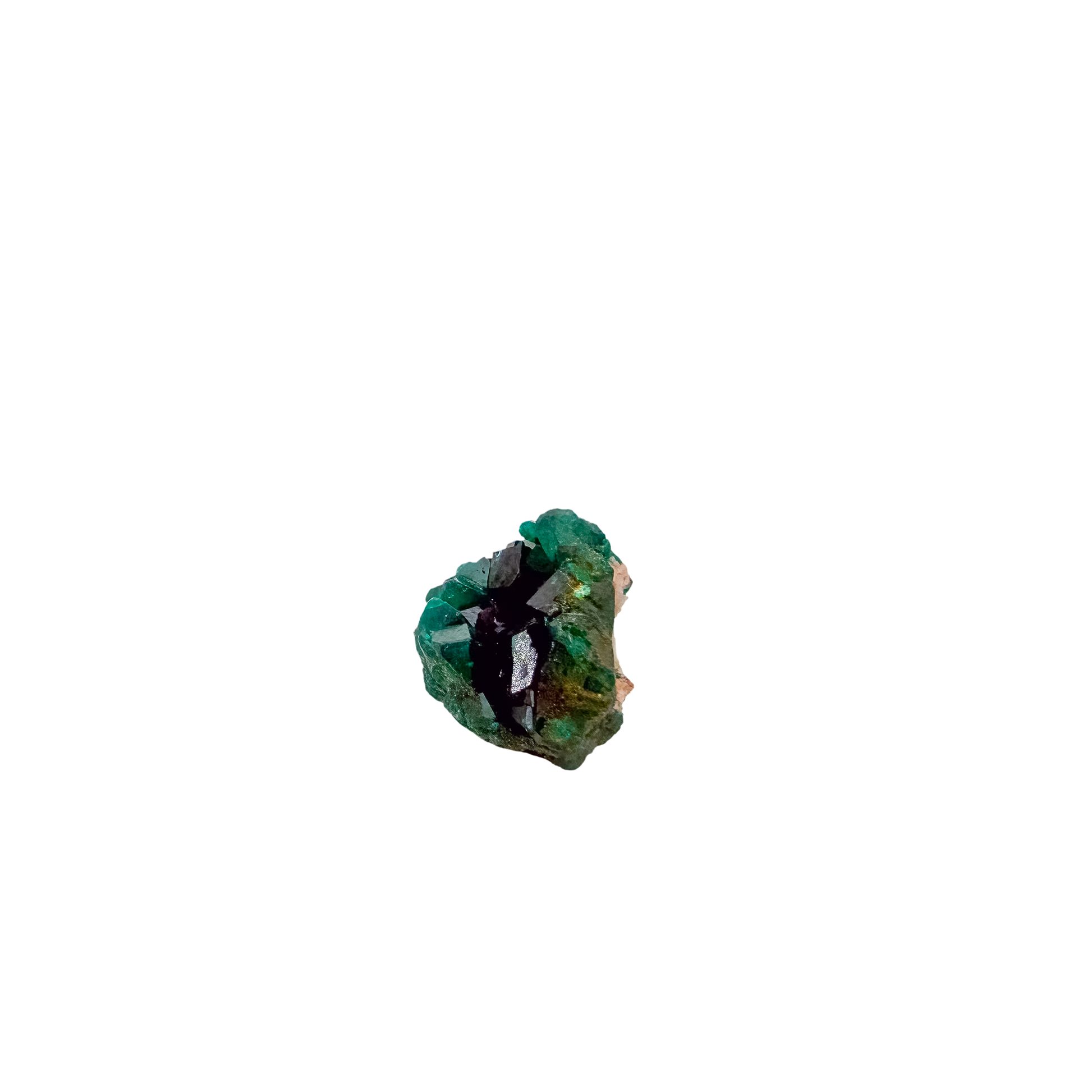 Fine dioptase druzy on the upright nodule, 0.75 inches of coverage