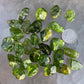 Edge view of Peridot tumbled stone, to support Abundance and Emotional Healing.