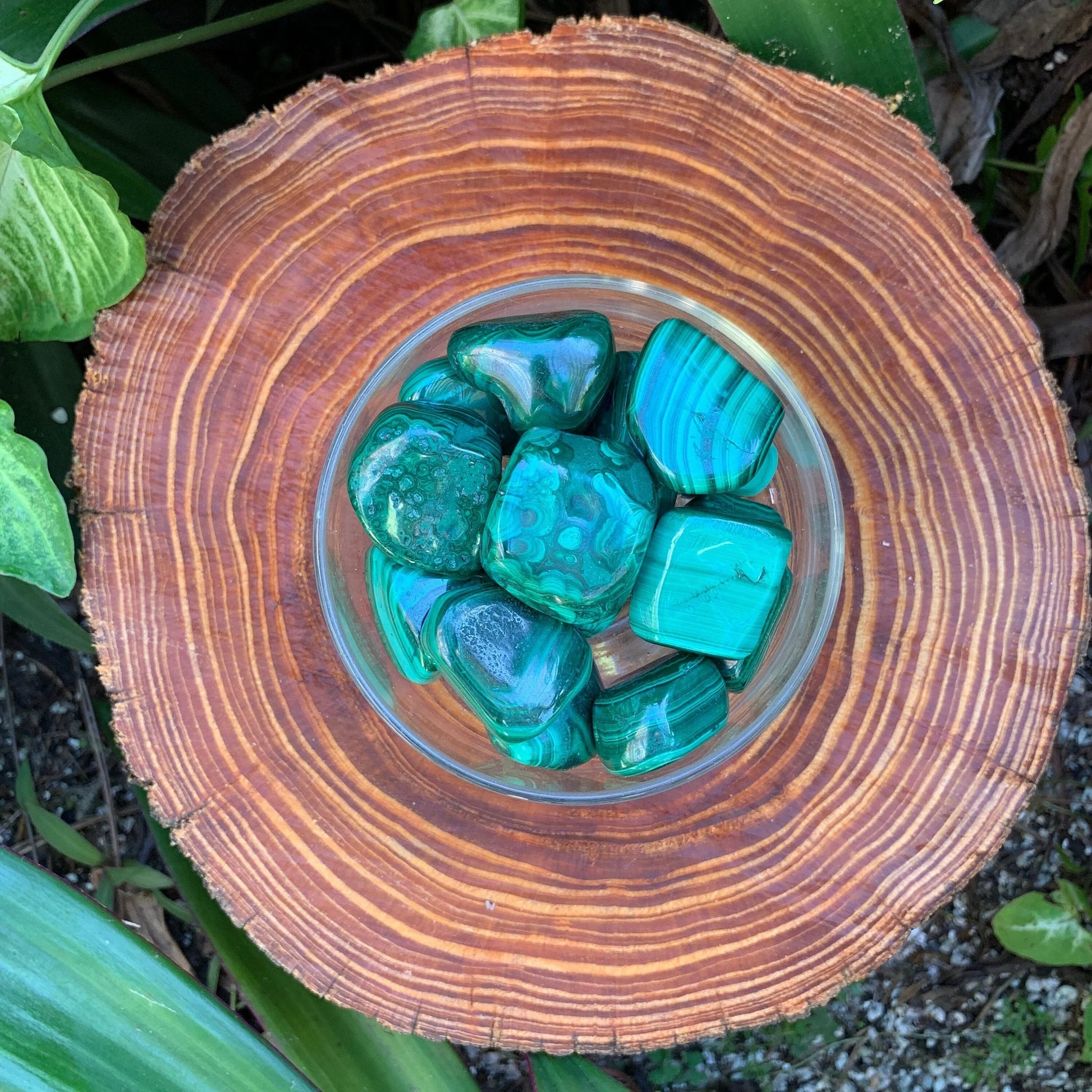 Field-of-view of Malachite tumbled stone, from Haut-Katanga, Democratic Republic of the Congo, showing the piece in repose.