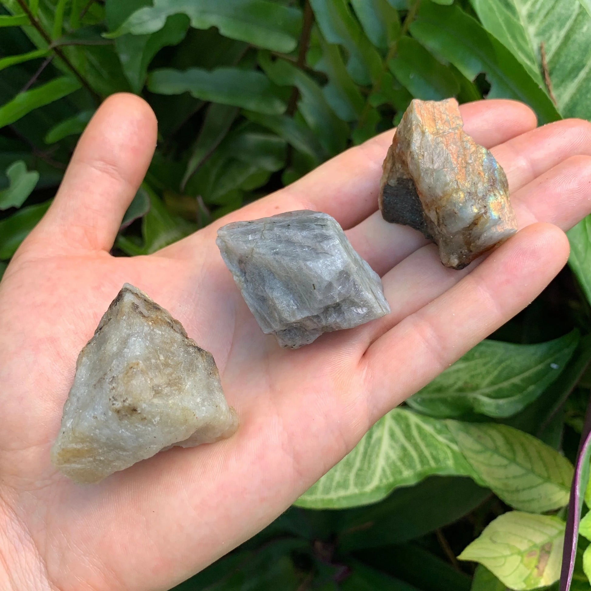 Grade a labradorite raw held in hand for size reference