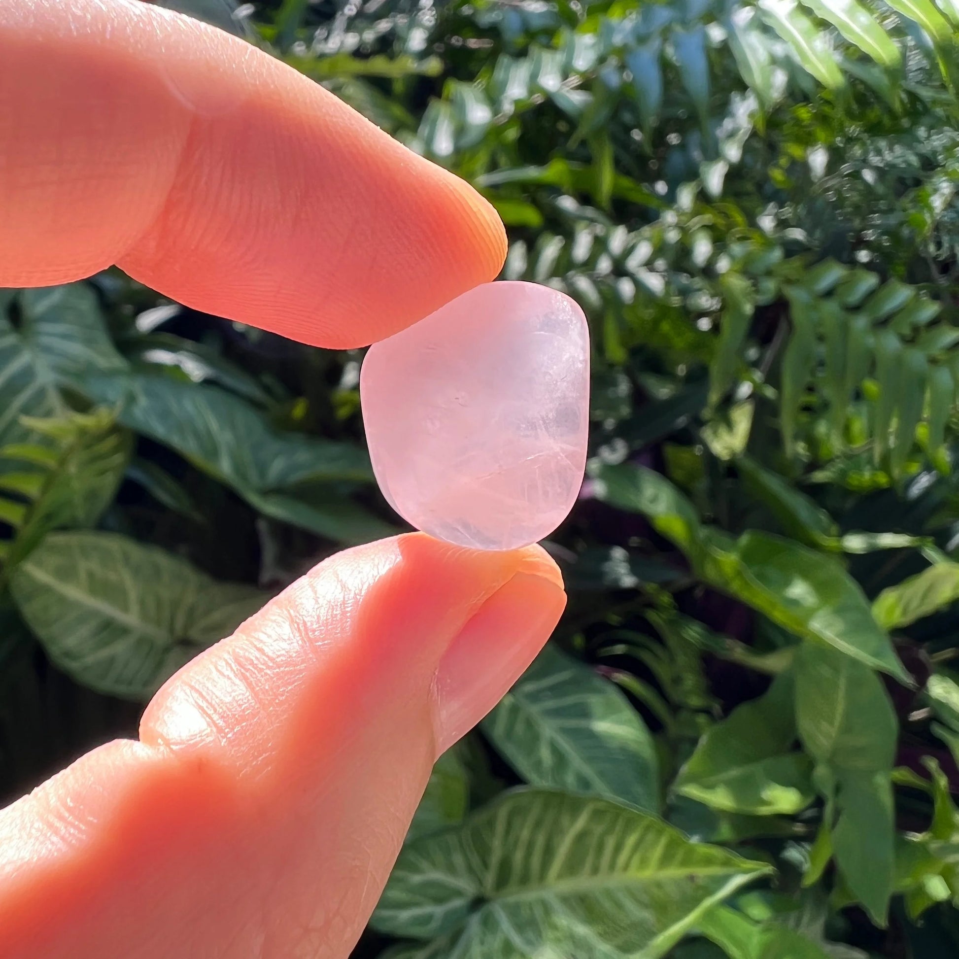 Scale reference of a Rose Quartz tumbled stone, sourced from Madagascar.