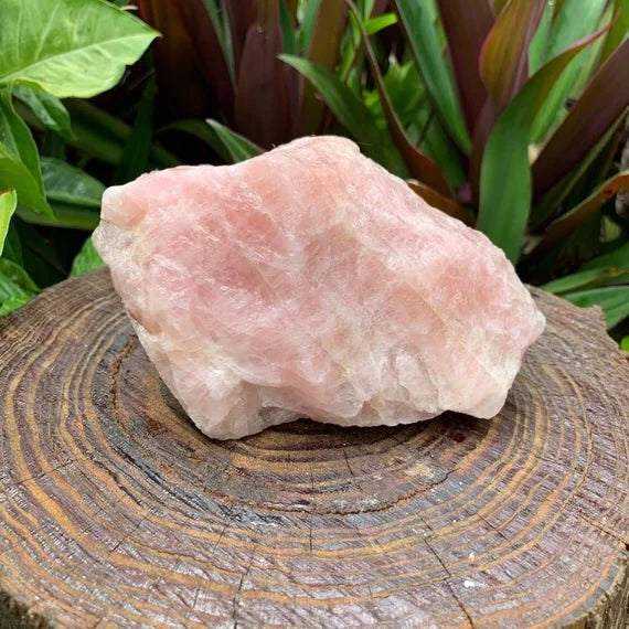 Size comparison with a Rose Quartz specimen held against natural backdrop, Madagascar-sourced.