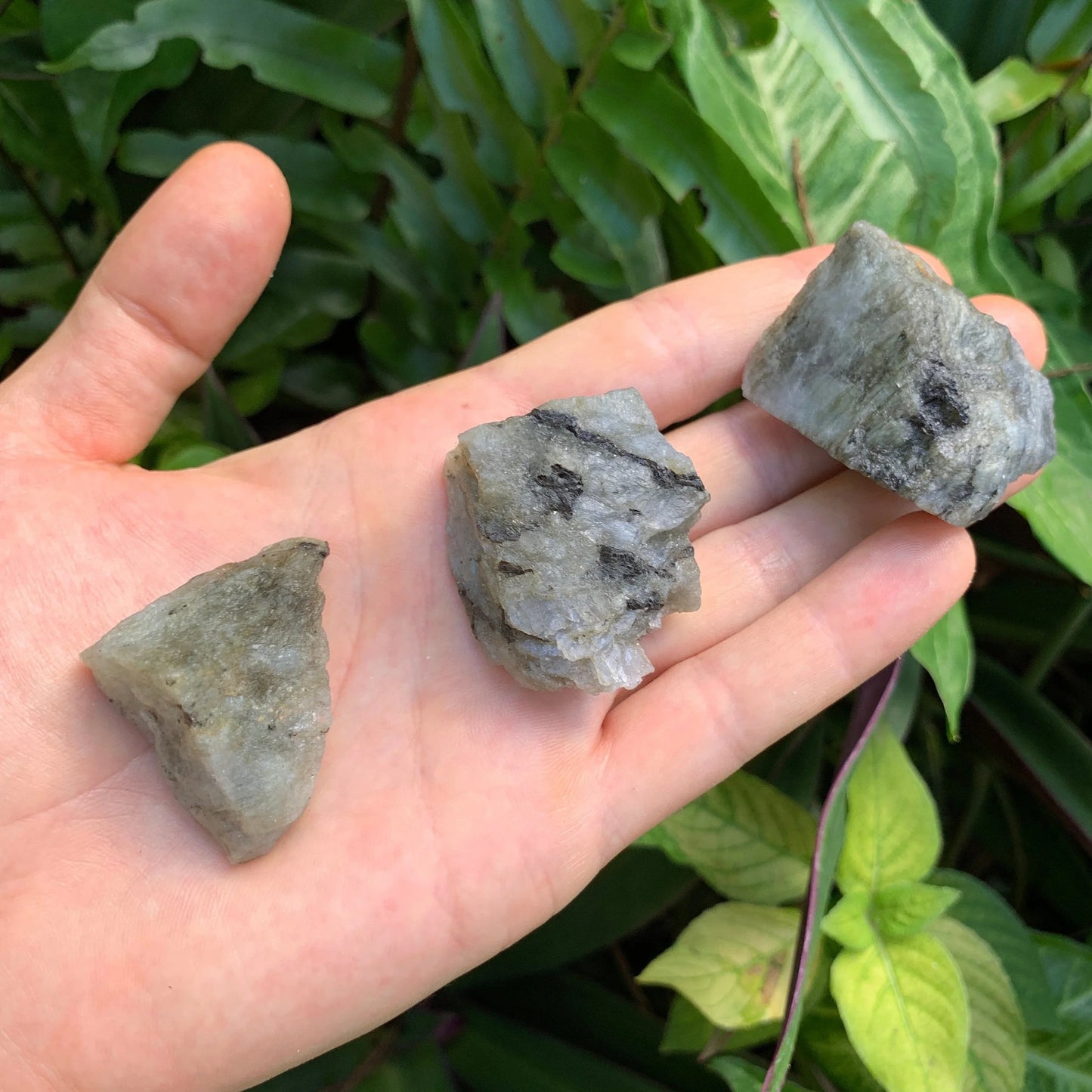 Natural light view of a Labradorite raw stone held against natural backdrop, from Atsimo-Andrefana, Madagascar.