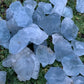 Scale reference of a Celestite raw stone held against natural backdrop.