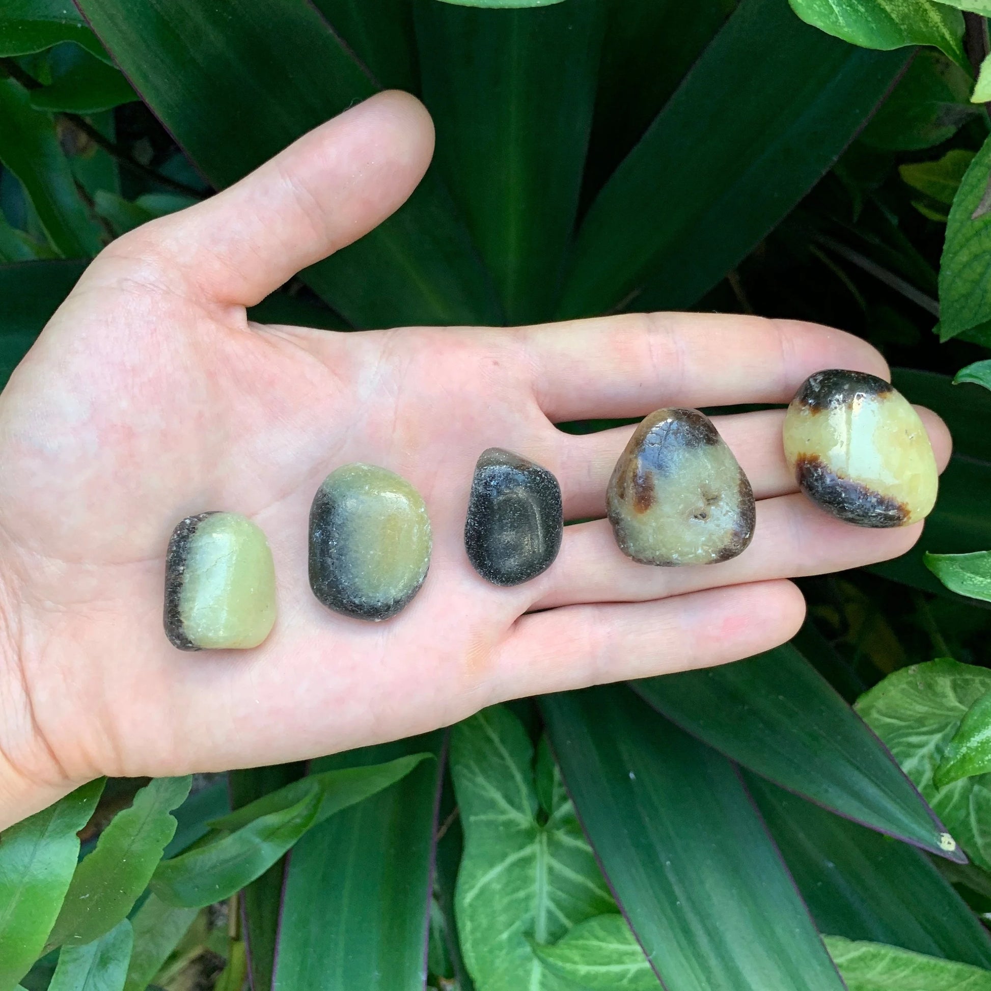 On a soft surface rests a Septarian tumbled stone, traditionally used for Focus, set against a soft neutral surface.