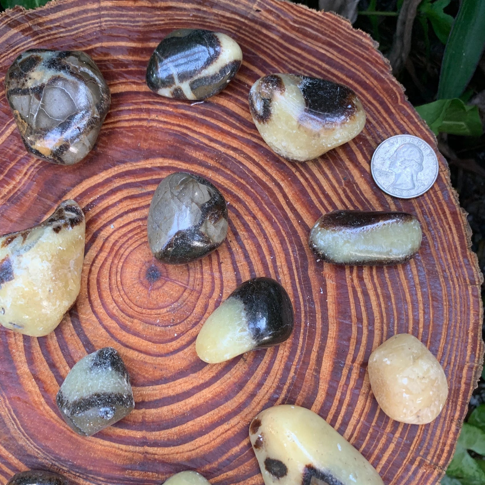 Bird's-eye view of Septarian tumbled stone, from Madagascar, showing matte finish.
