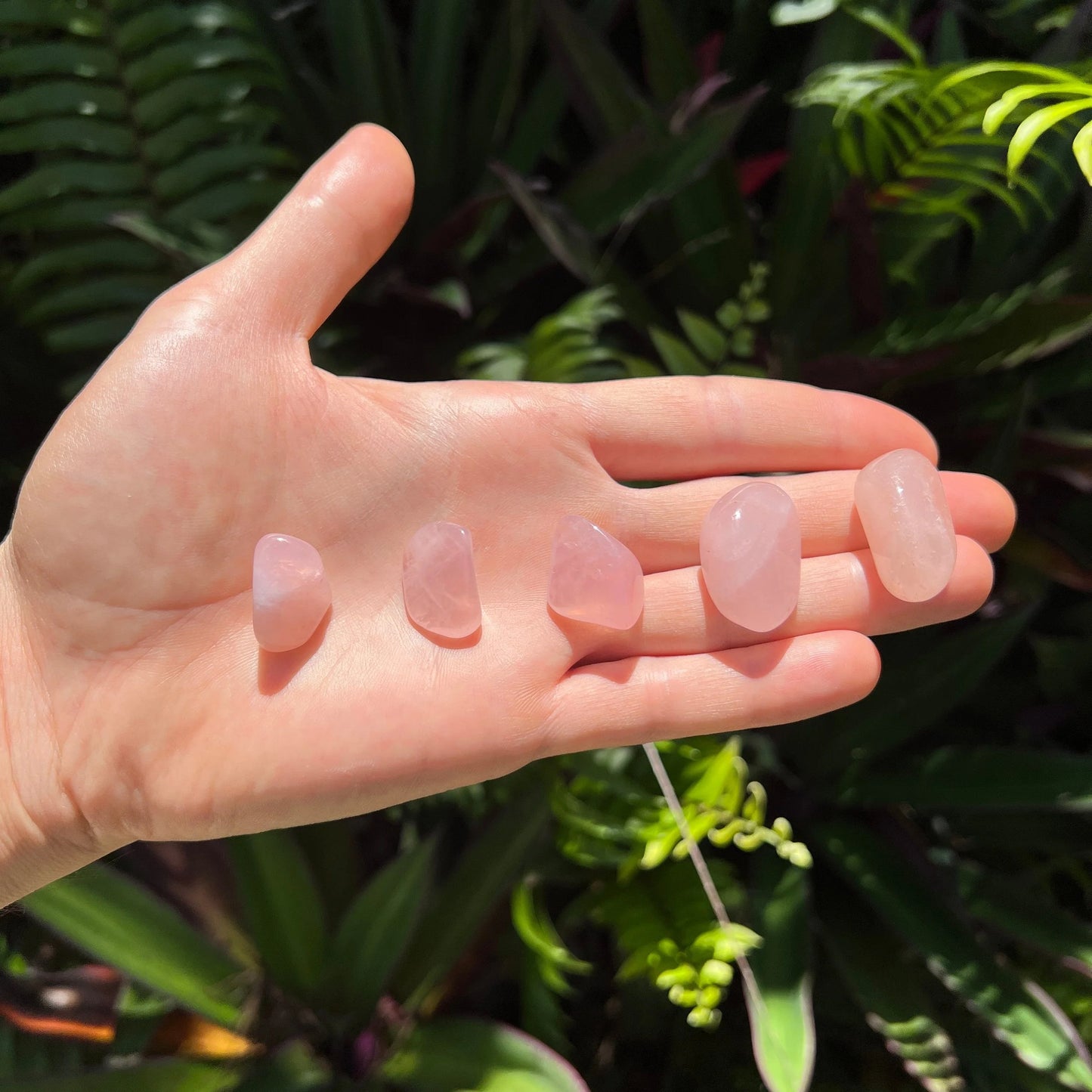 Detail shot of Grade AA Rose Quartz tumbled stone under natural light