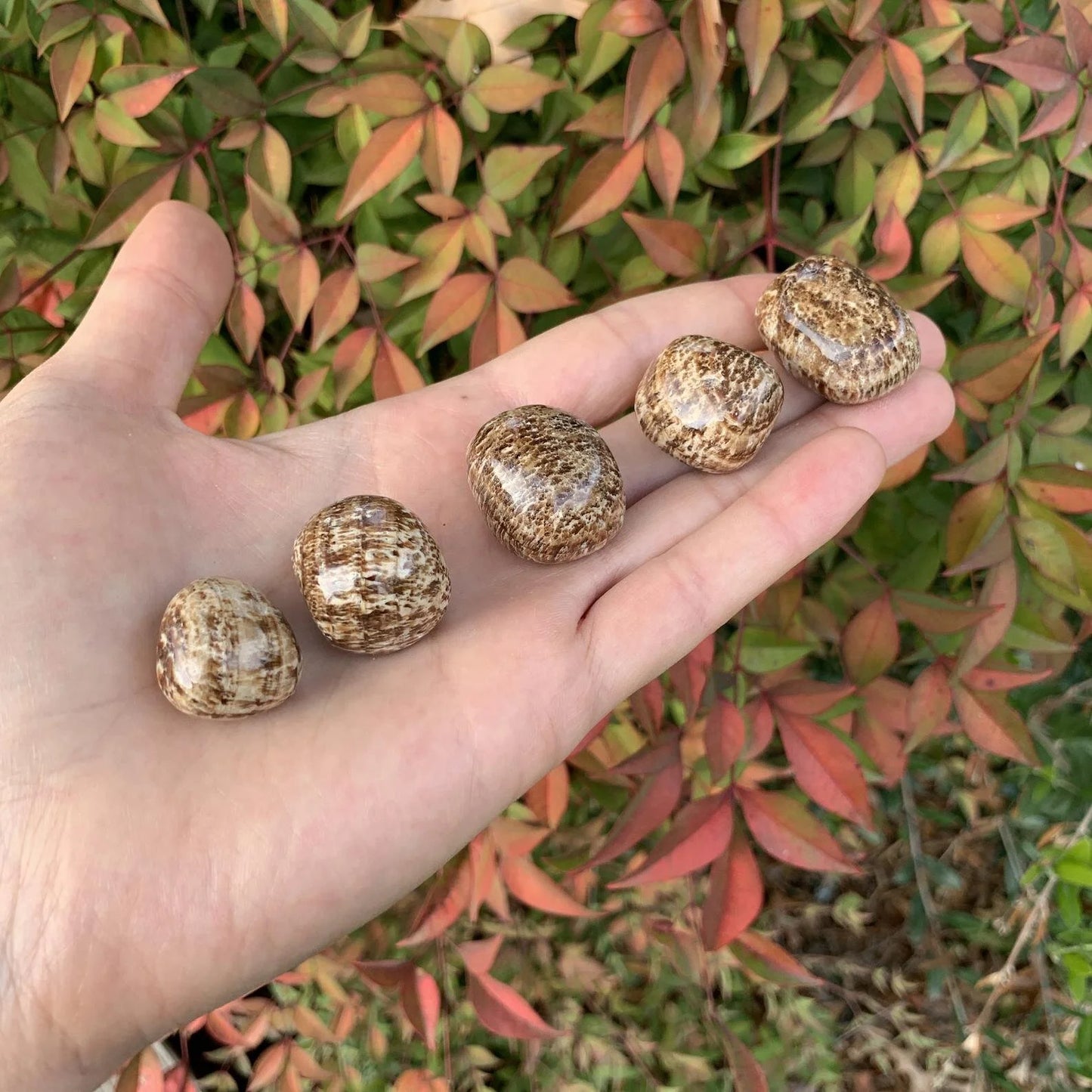 Full profile of Grade AA Brown Aragonite tumbled stone ready to ship from Beyond Bohemian