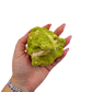 The 3.43 inch nontronite specimen no. 14 shown in hand so its collector scale is clear.