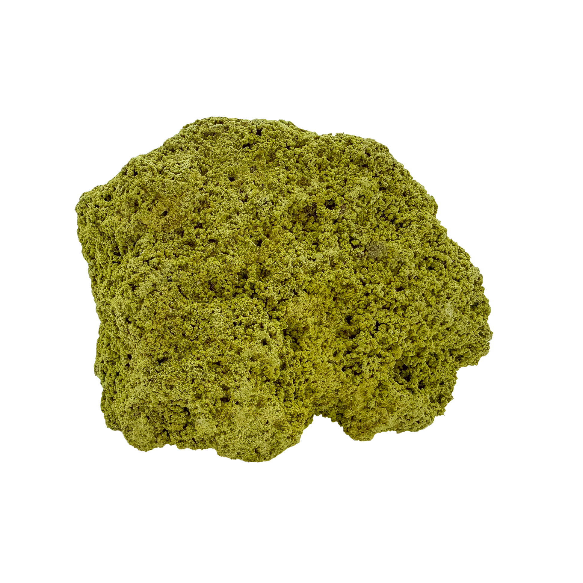 Specimen no. 17 of Minas Gerais nontronite, primary display face, olive-green bubbles built up over a 2.55 inch height.