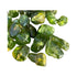 Peridot Tumbled Stones - Arizona, USA