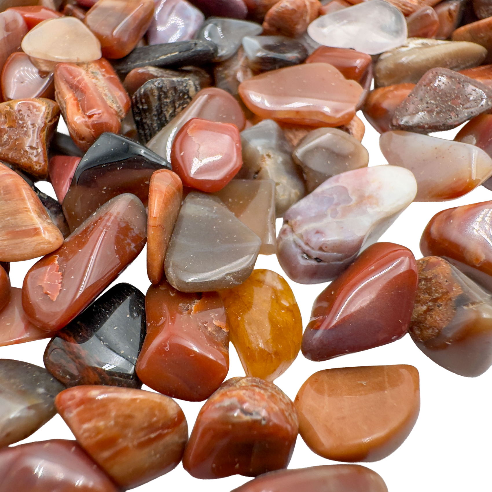 Petrified wood polished chips in hand showing size reference, fossilized Madagascar material