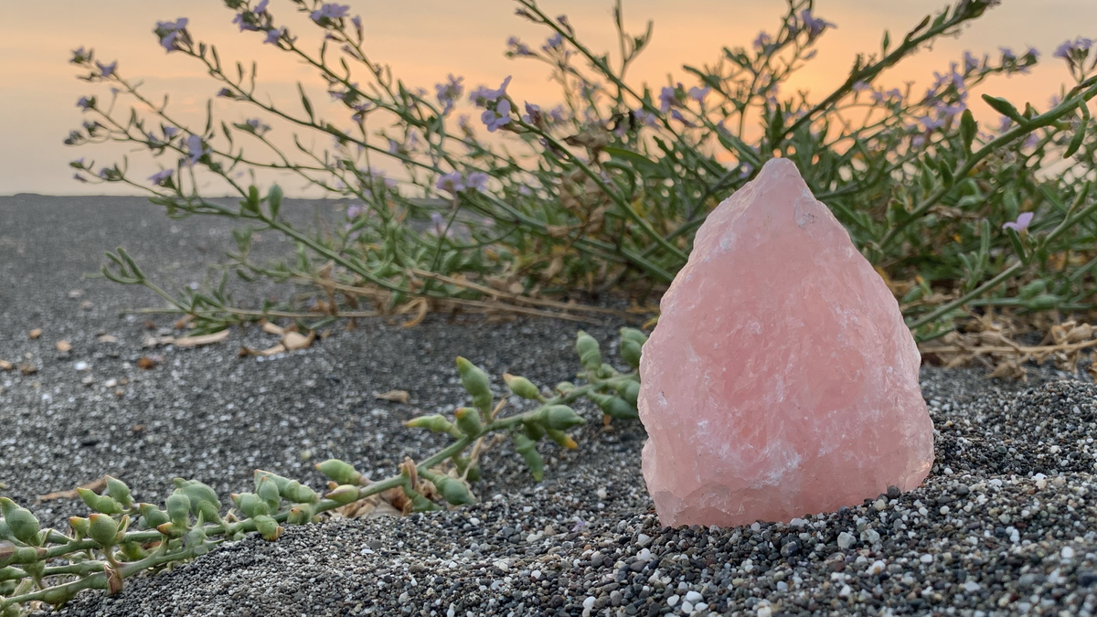 A raw rose quartz point standing in dark sand in front of flowering sea lavender at sunset