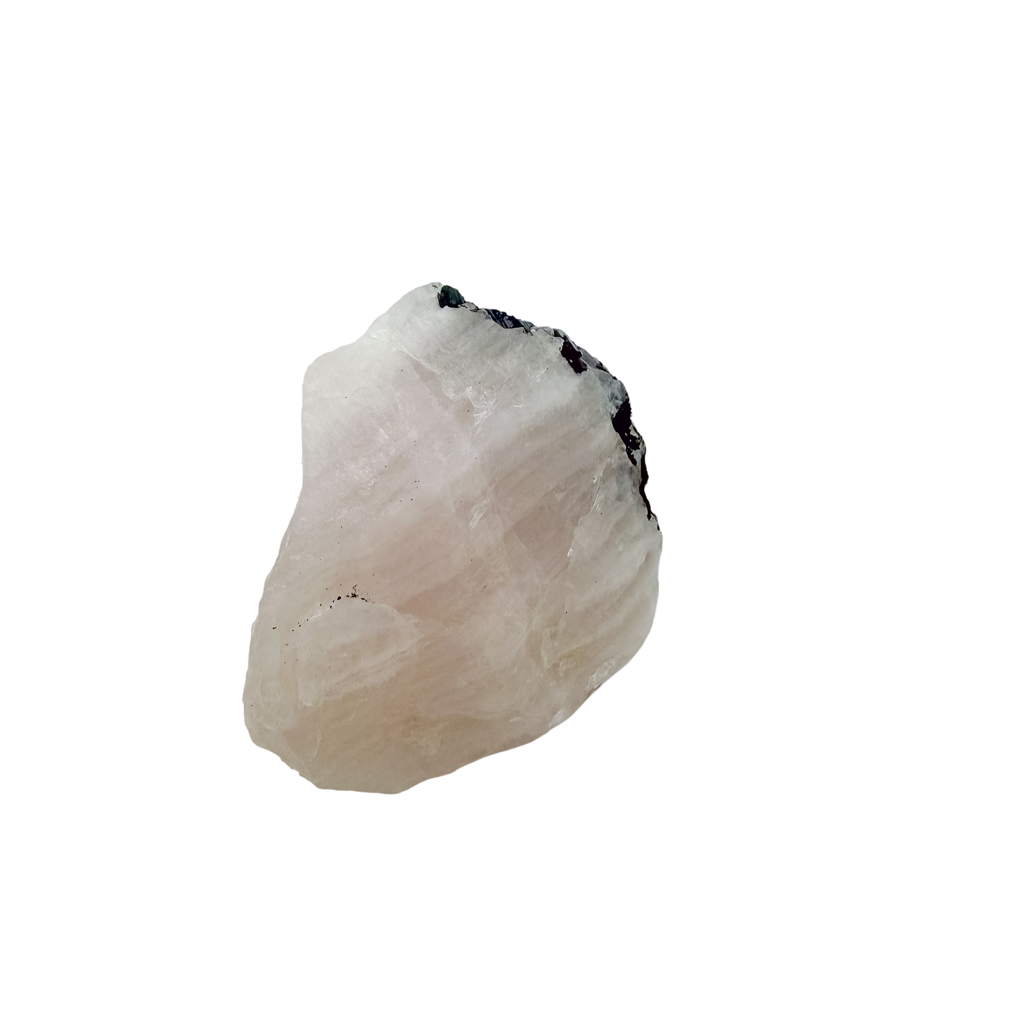 Three-quarter view of the broad pink face, 2.46 inches long