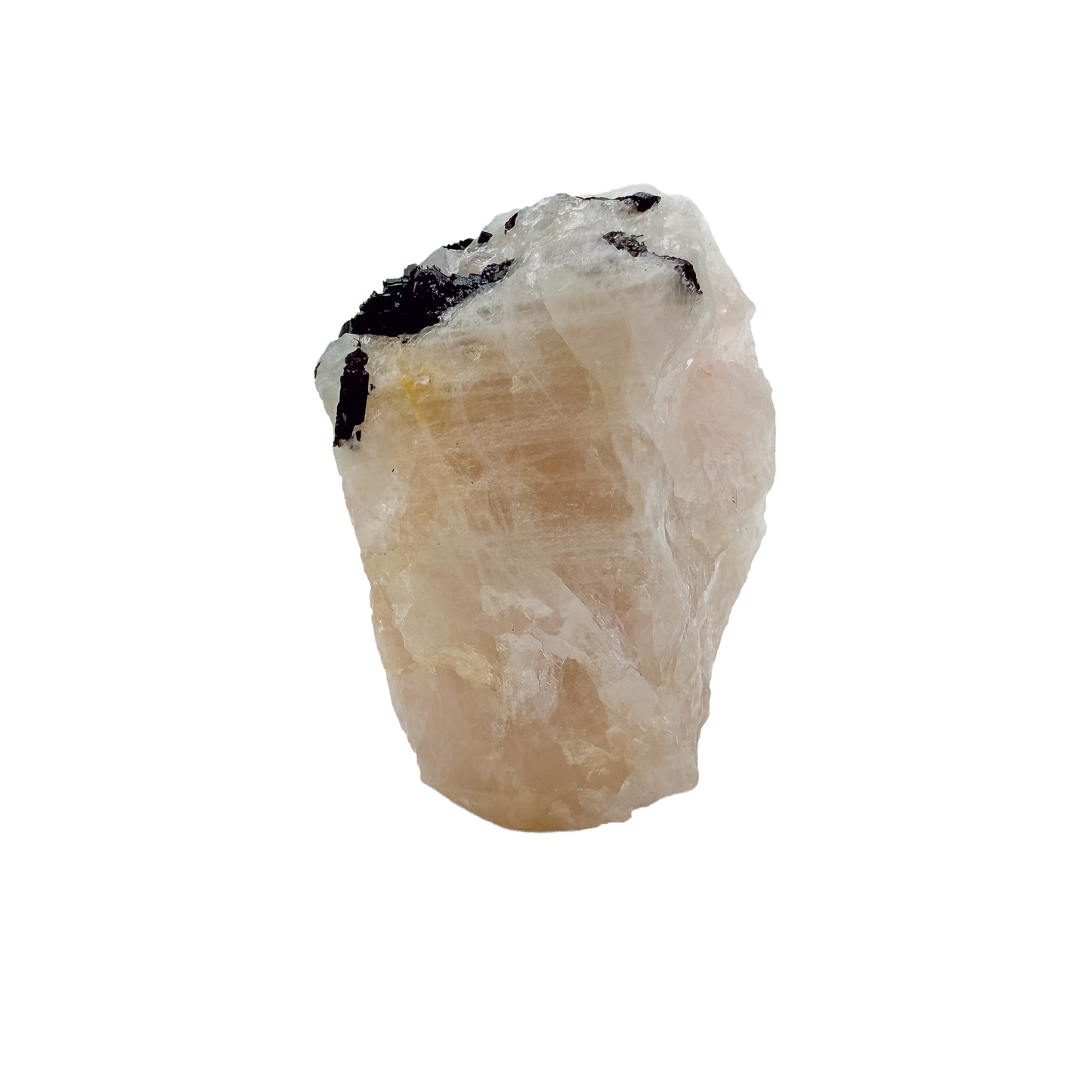 The elongated pink body tilted to catch light, 1.56 inches wide