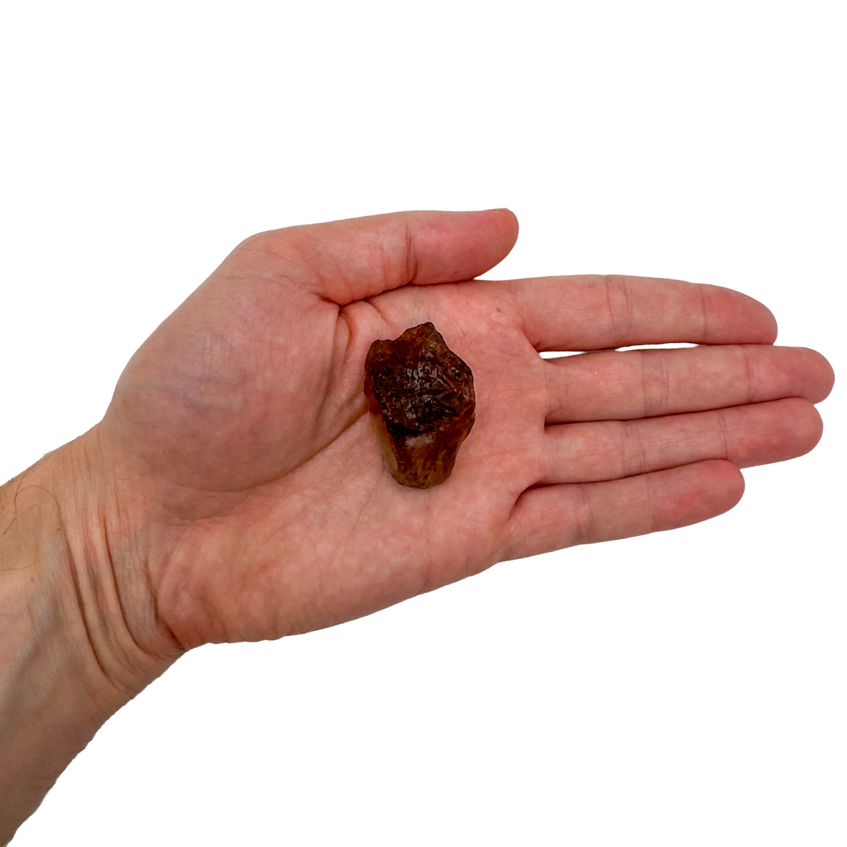 AA Grade Smoky Quartz raw crystal held in hand for scale, from Brazil