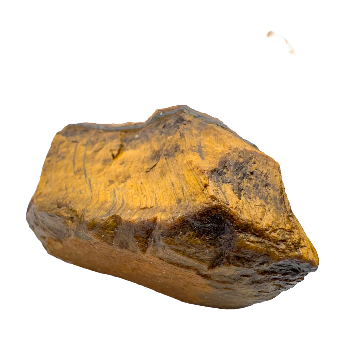 Single Tiger Eye raw stone with chatoyant gold face, 1 to 2 inch, A grade